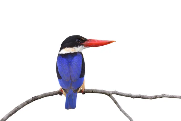 黑冠翠鸟 Halcyon Pileata 美丽的蓝鸟 长着大大的红色喙 完美地栖息在白色背景下 背翼全景 — 图库照片