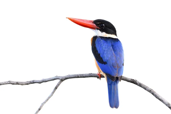 Encantador Azul Alas Híbrido Con Negro Cabeza Rojo Picos Posando —  Fotos de Stock