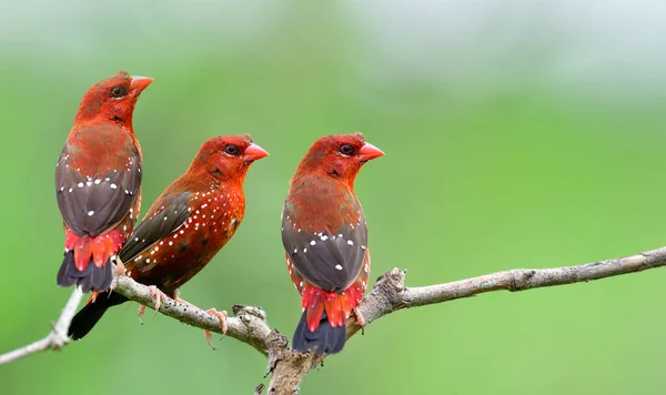 Gangster of red birds perching together on decay wooden twig expose over blur green background, beautiful little red avadavat in family
