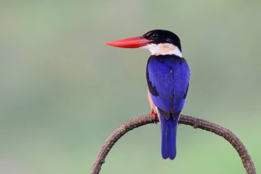 Halcyon pileata ya da siyah kaplama Kingfisher, güzel mavi kanatlar kırmızı gagalar ve siyah kafa eğri dalları üzerinde tüneyen mavi yeşil arka plan