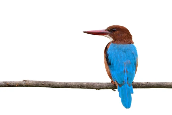 白喉翠鸟 Halcyon Smyrnensis 头为褐色 喙为红色 栖息在白色背景的木树枝上的蓝鸟 — 图库照片