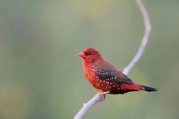 Beautiful Red Feathers White Dots Bird Perching Fine Curve Branch — Stock Photo, Image