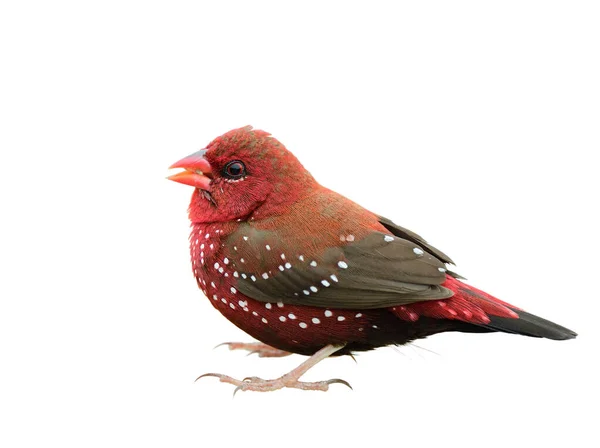 Eksotis Gemuk Burung Merah Dengan Titik Titik Putih Dan Pendek — Stok Foto
