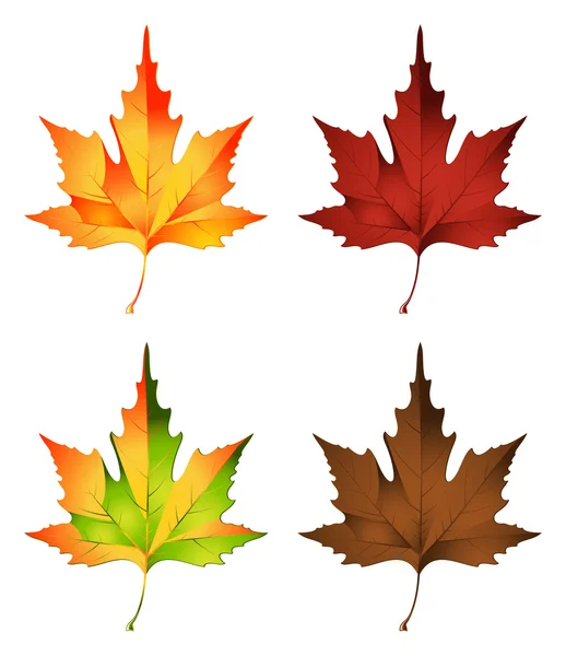 Autumn leaf — Stock Vector