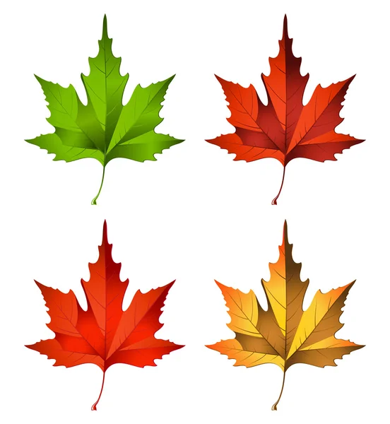 Vector illustration of autumn leaf — Stock Vector