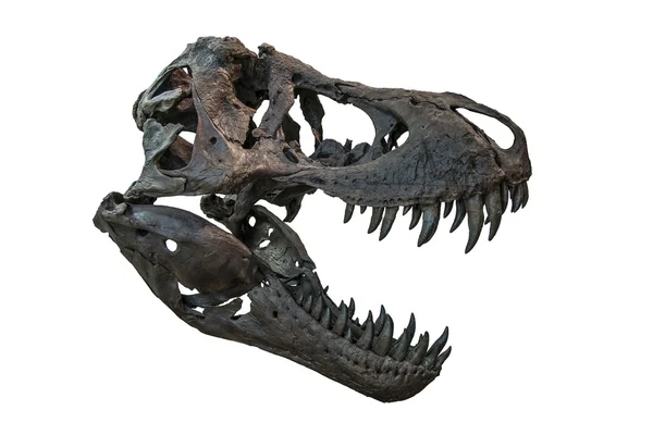 Tyrannosaurus rex kafatası