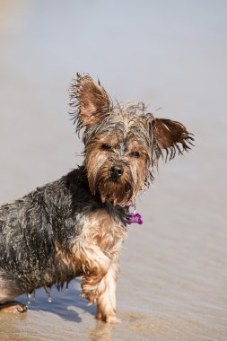 kirli ıslak köpek yavrusu
