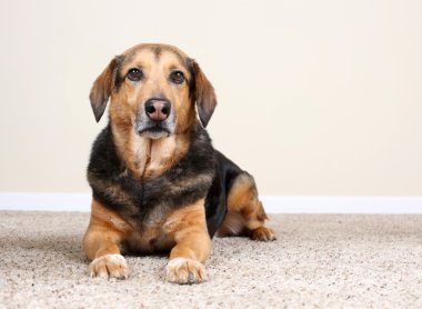 Alman shepard mix