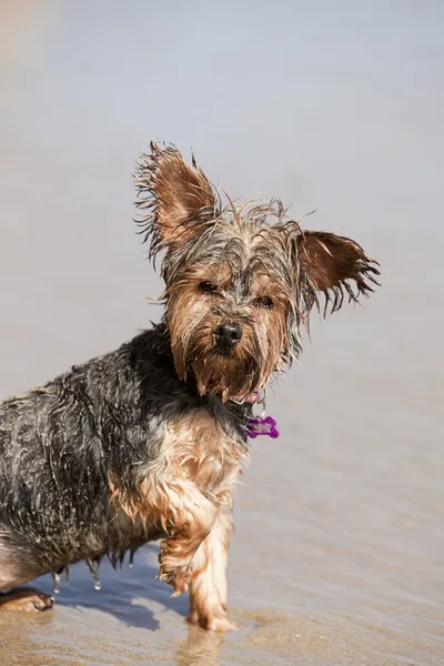 Kirli ıslak köpek yavrusu — Stok fotoğraf