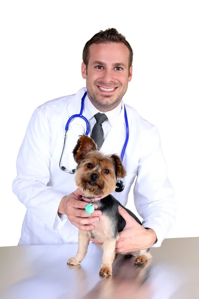 Veterinarian and dog Stock Photo