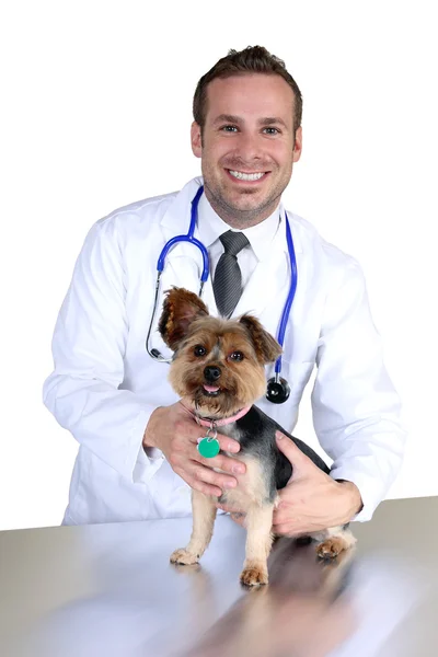 Young veterinarian Stock Photo