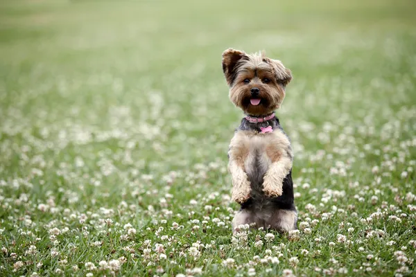 Schattige hond — Stockfoto