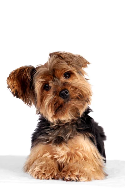 Yorkie pes — Stock fotografie