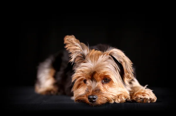 约克犬狗 — 图库照片