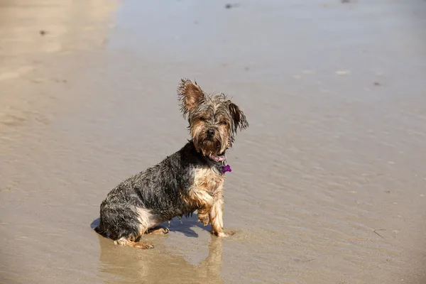 Dirty wet puppy — Stock Photo, Image