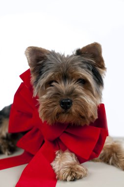 kurdele ile köpek yavrusu