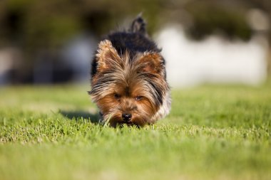 köpek kokusu