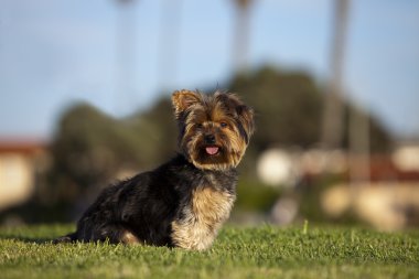köpek çim