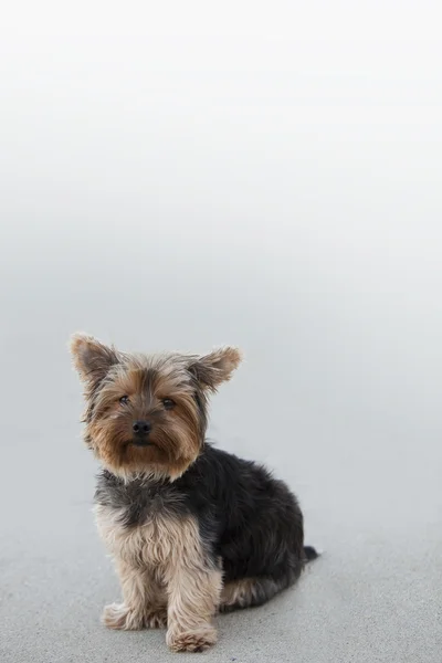 Malý pes sedící — Stock fotografie