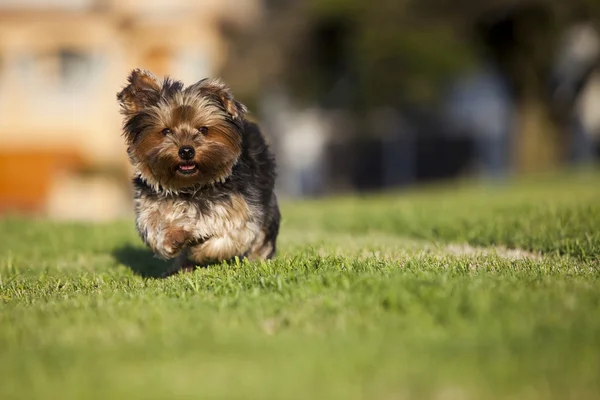 Filhote de cachorro correndo — Fotografia de Stock