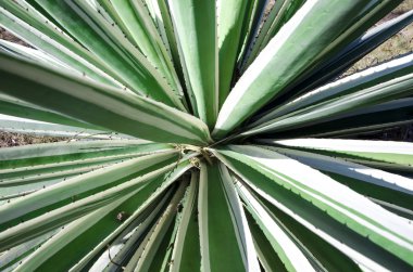 güzel yeşil çalı