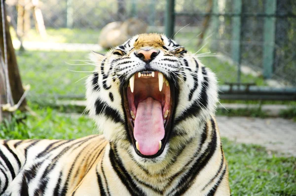 Tiger — Stock Photo, Image