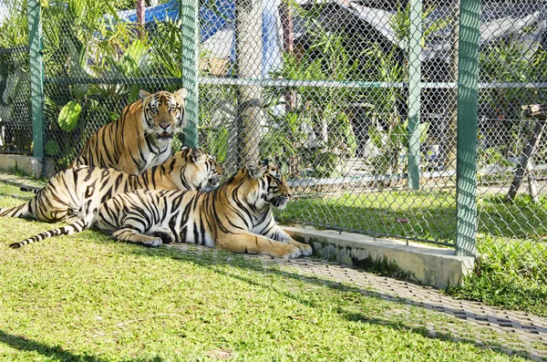 Três tigres — Fotografia de Stock