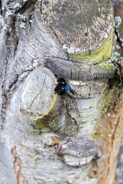 Una Maravillosa Abeja Azul Trabaja Tronco Árbol Viejo — Foto de Stock