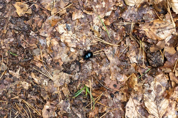 Escarabajo Estiércol Negro Busca Comida Material Construcción —  Fotos de Stock