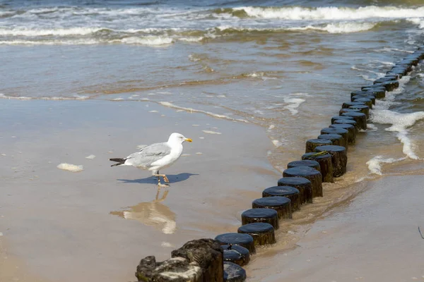 Many Seagulls Beach Baltic Sea Looking Food — Stock Photo, Image