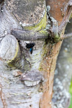 Harika bir mavi orman arısı yaşlı bir ağacın gövdesinde çalışır..