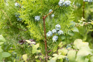 Ormanda genç yeşil koniler