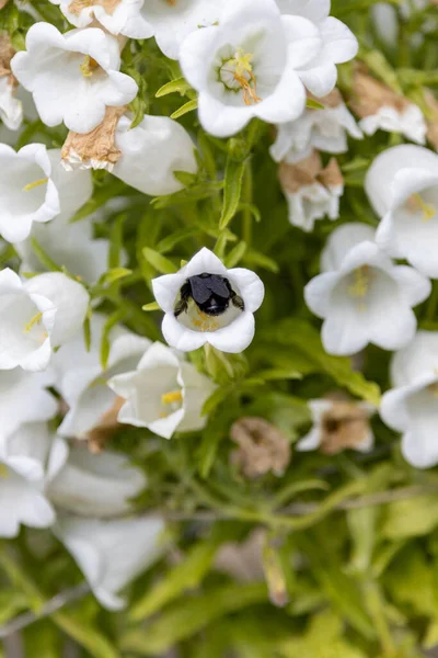 Büyük mavi bir orman arısı, Xylocopa ihlali, bir çan çiçeğinde polen arar.