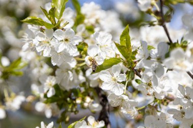 Bir arı, eski bir kiraz çiçeğinin içinde polen toplar.