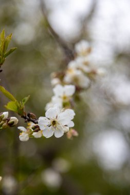 İlkbaharda bir sürü güzel elma ağacı.