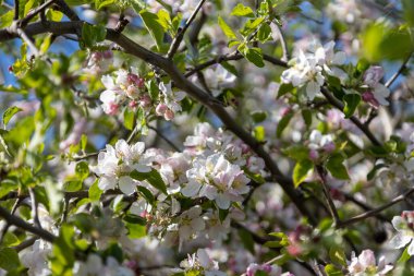 Bir arı, eski bir kiraz çiçeğinin içinde polen toplar.