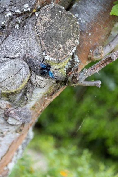 Una Maravillosa Abeja Azul Trabaja Tronco Árbol Viejo — Foto de Stock