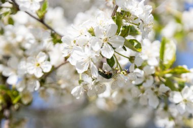 Bir arı, eski bir kiraz çiçeğinin içinde polen toplar.