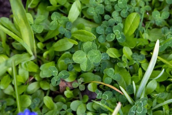 Gren Shamrock Ängen Sommaren — Stockfoto