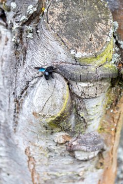 Harika bir mavi orman arısı yaşlı bir ağacın gövdesinde çalışır..