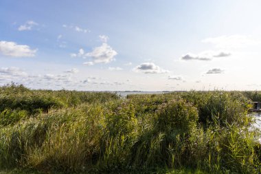 Yazın Baltık Denizi 'ndeki Kullanım Adası' ndaki Zempin 'de Achterwasser' ın sular altında ve yeşil kıyısı.