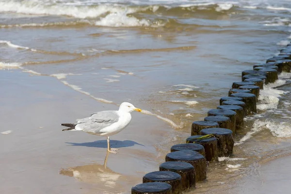 Many Seagulls Beach Baltic Sea Looking Food — Stock Photo, Image