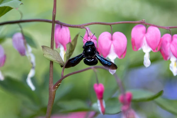 A big blue wood bee searches for pollen on a heart flower,Lamprocapnos spectabilis.