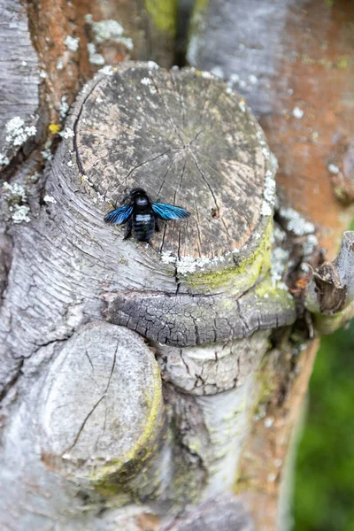 Cudowny Błękitny Drewno Pszczoła Pracuje Bagażniku Starego Drzewa — Zdjęcie stockowe