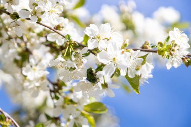 Bir arı, eski bir kiraz çiçeğinin içinde polen toplar.