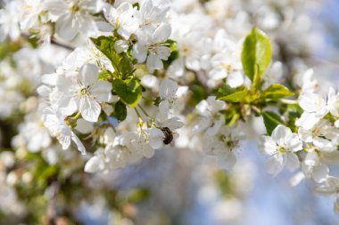 Bir arı, eski bir kiraz çiçeğinin içinde polen toplar.