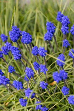 harika mor üzüm sümbülleri bahçede