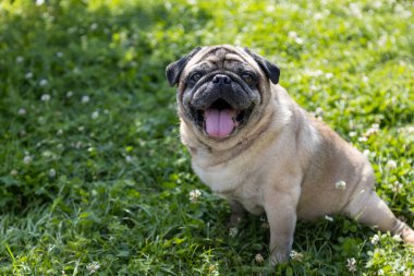 Güzel bir köpek çayırda oturur ve etrafı izler.