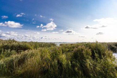 Yazın Baltık Denizi 'ndeki Kullanım Adası' ndaki Zempin 'de Achterwasser' ın sular altında ve yeşil kıyısı.