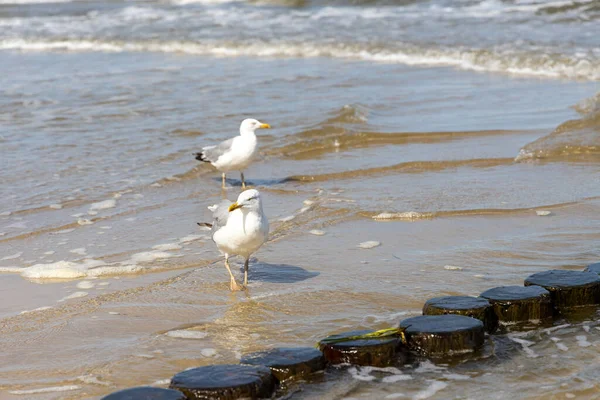 Many Seagulls Beach Baltic Sea Looking Food — Stock Photo, Image